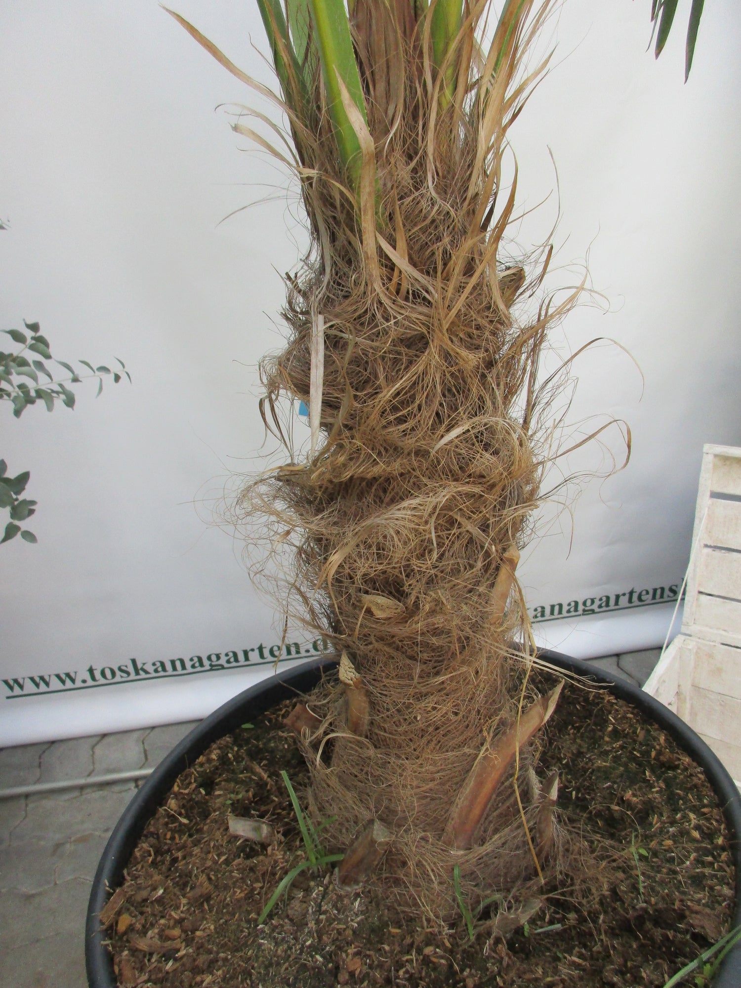 Hanfpalme, Trachycarpus 180 cm