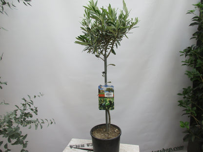 Olivenbaum 90cm