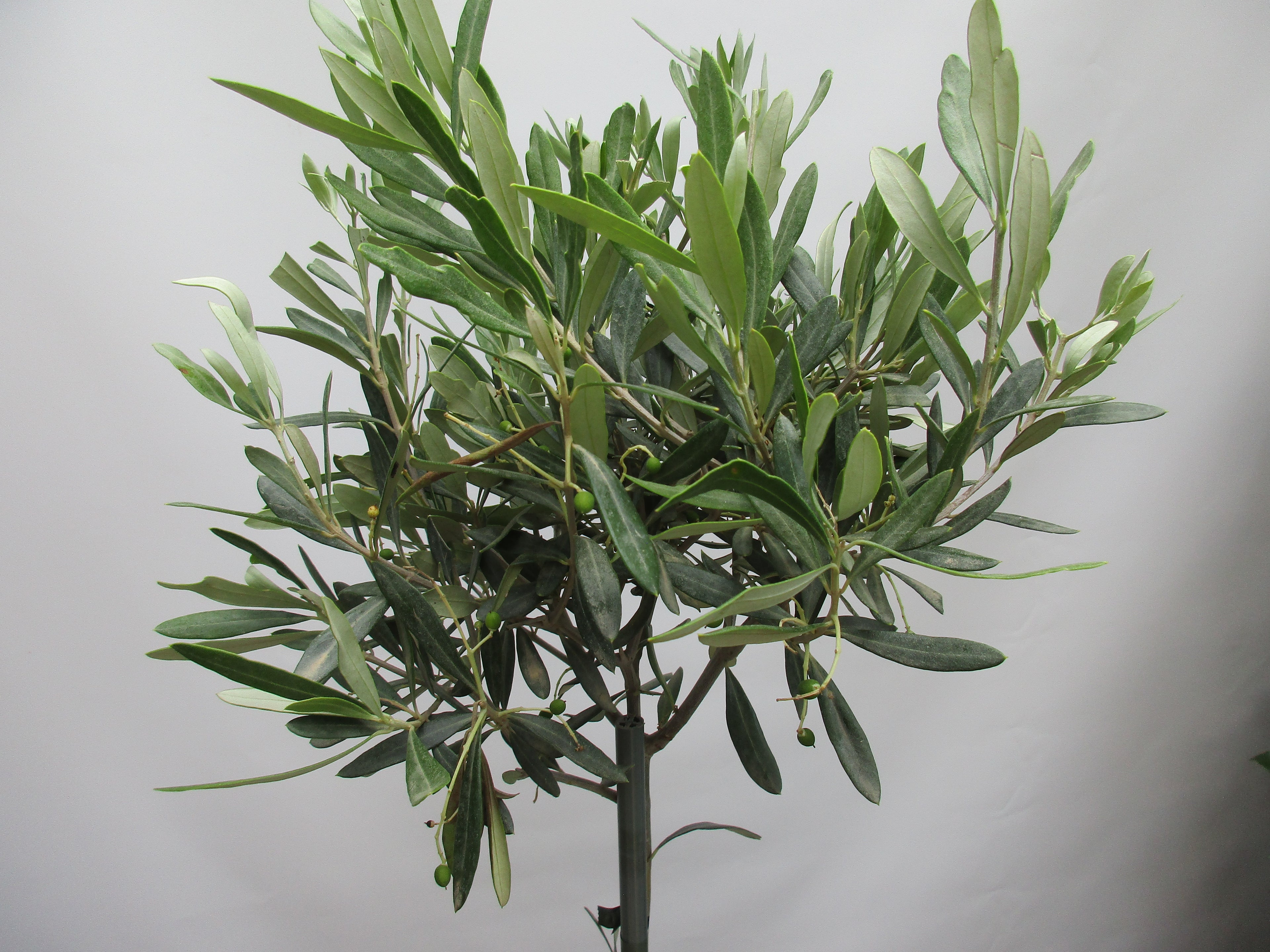 Olivenbaum 90cm
