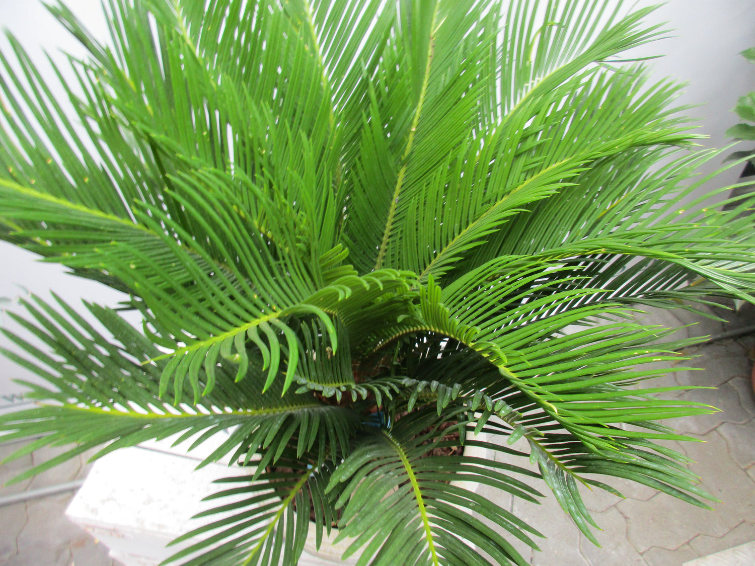 Cycas Palmfarn mit Dekoschale