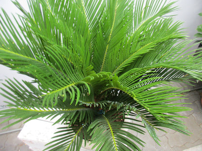 Cycas Palmfarn mit Dekoschale