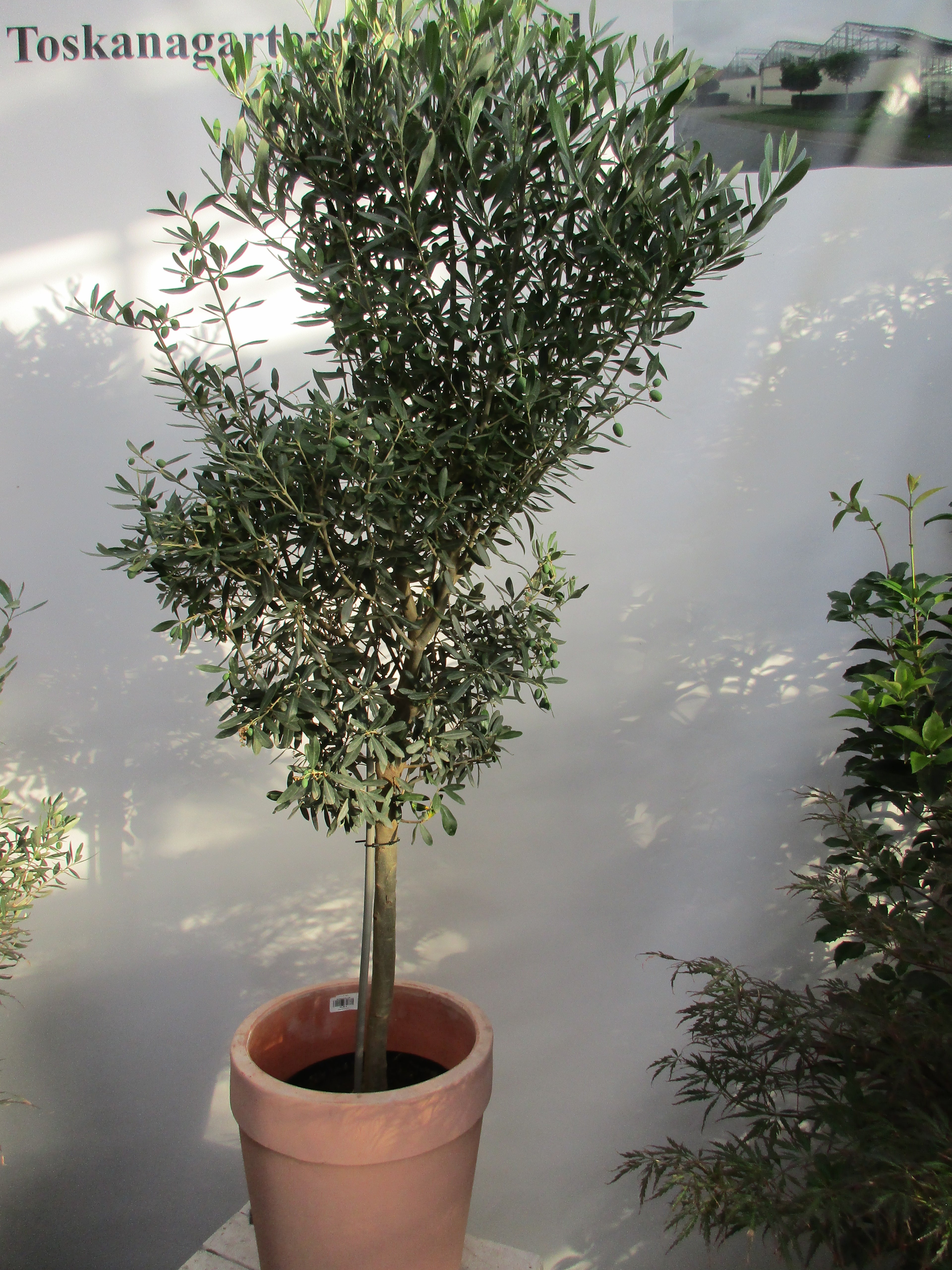 Olivenbaum 160 cm ,12 Jahre alt