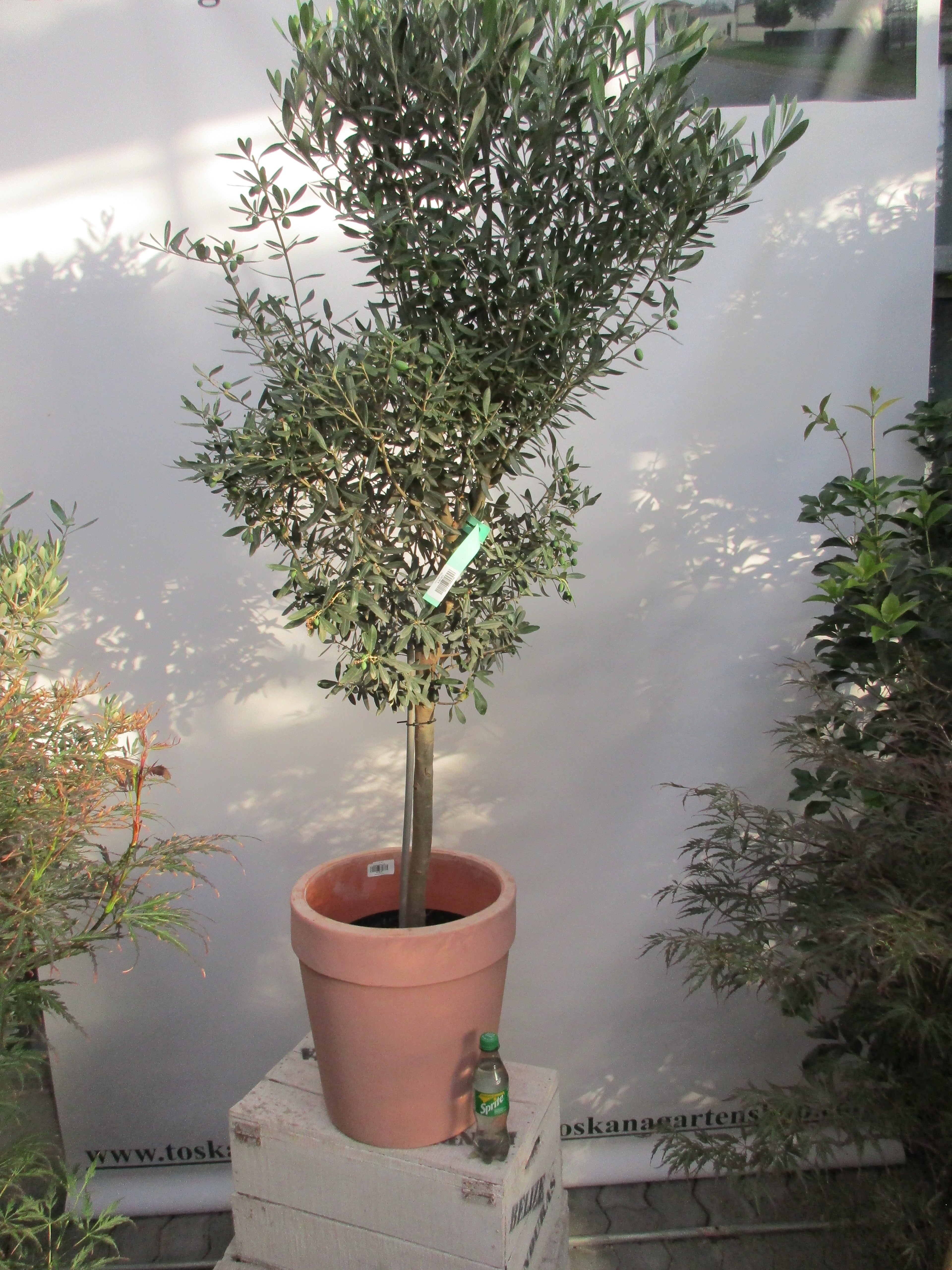 Olivenbaum 160 cm ,12 Jahre alt