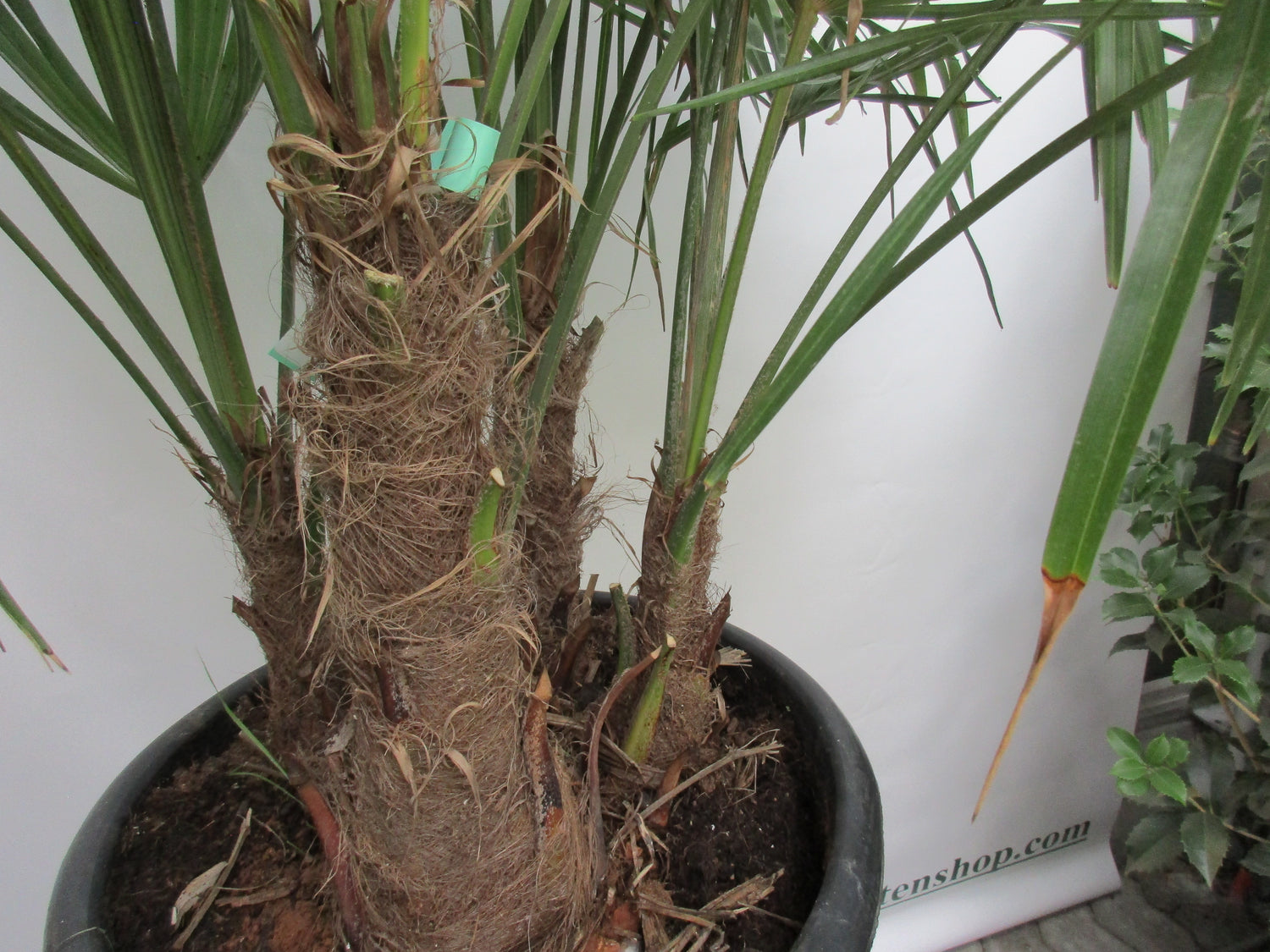 Hanfpalme 140cm mehrstämmig , Trachycarpus fortunei