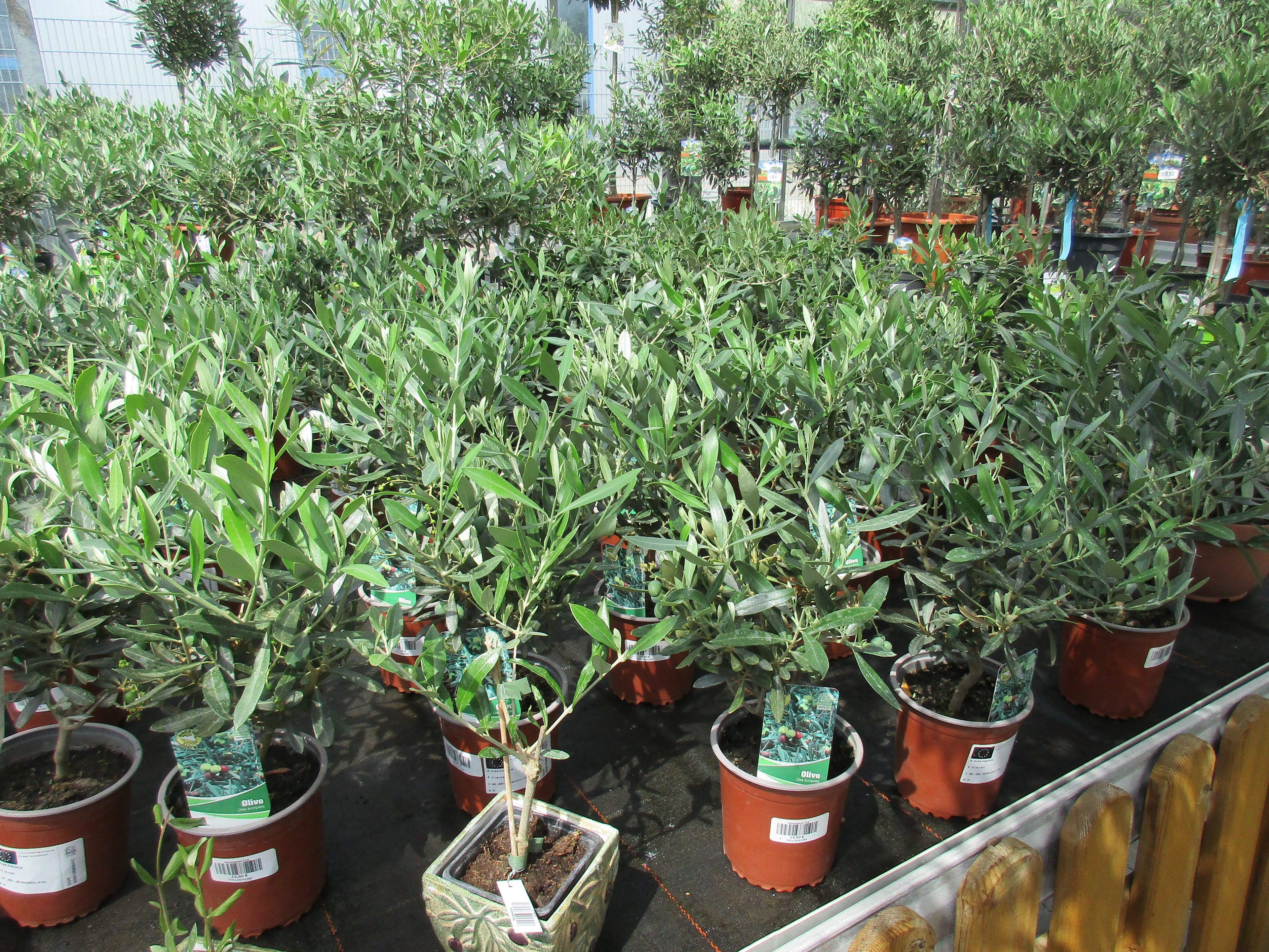 Olivenbaum eineinhalb jährig 45cm