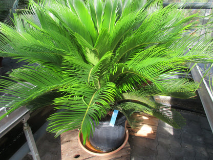 Cycas revoluta, Palmfarn XL 110cm