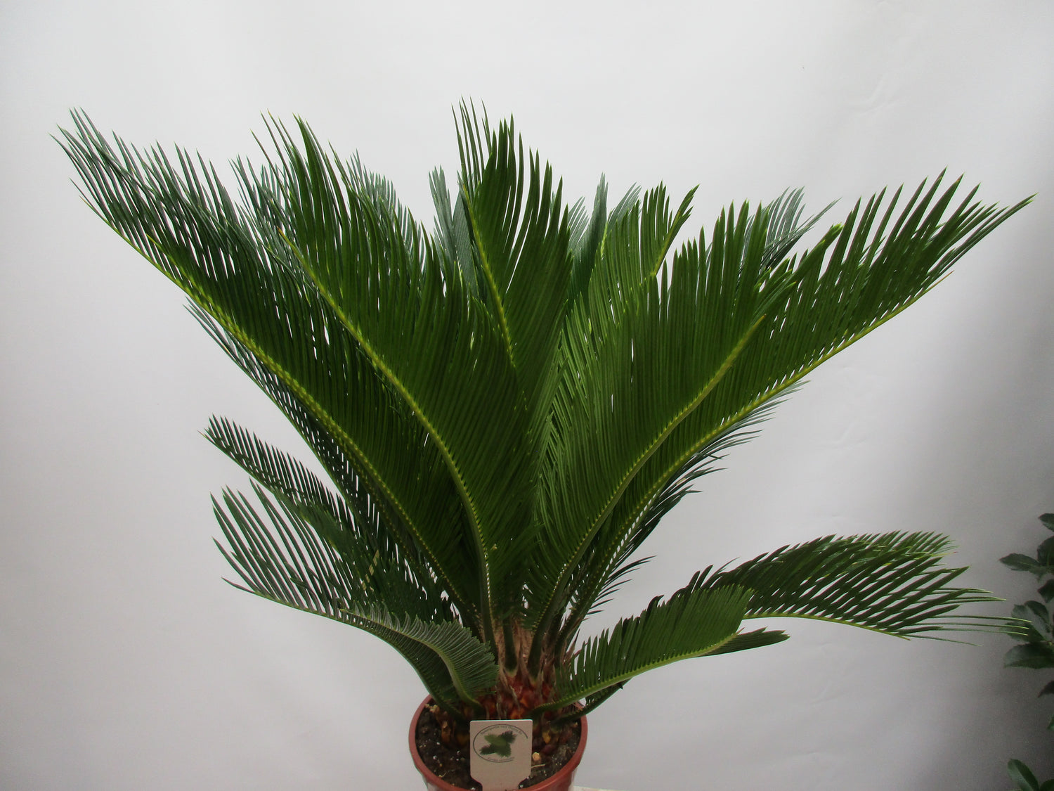 Cycas 70cm Toskanagrten Lingenfeld