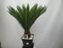 Cycas Palmfarn im Rechtecktopf mit Unterteller, 80cm Gesamthöhe