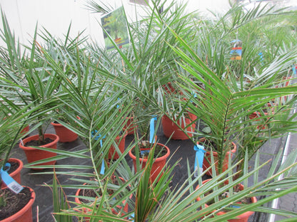 Phoenix  canariensis, Dattelpalme,110 cm