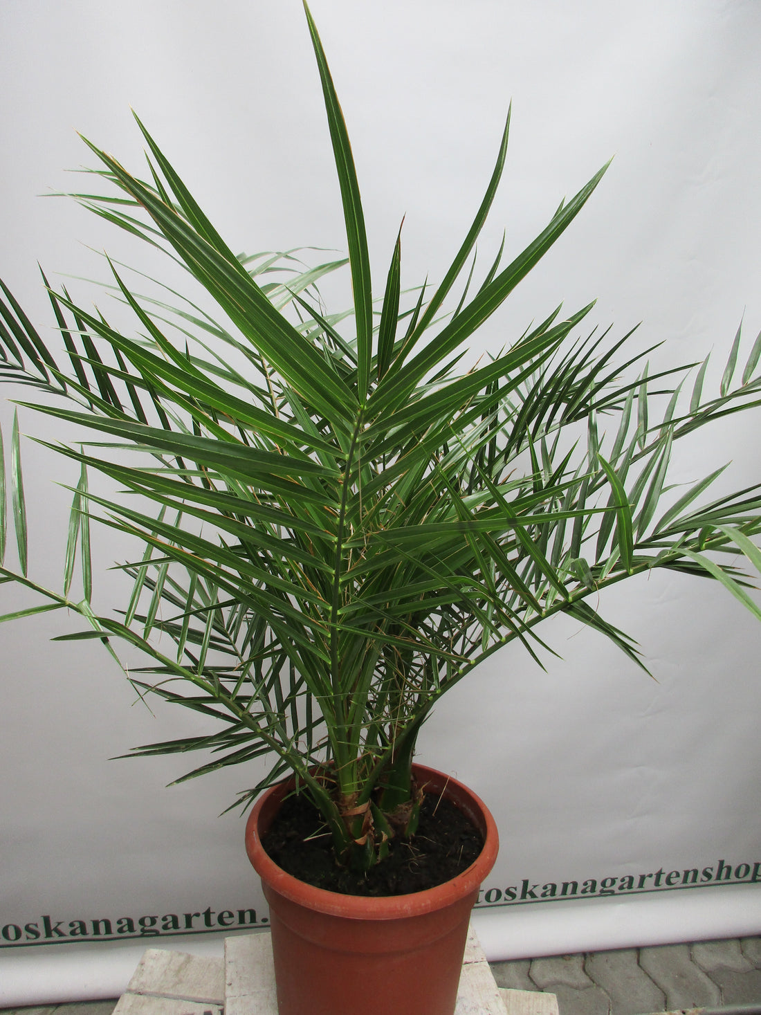 Phoenix 120cm Toskanagarten