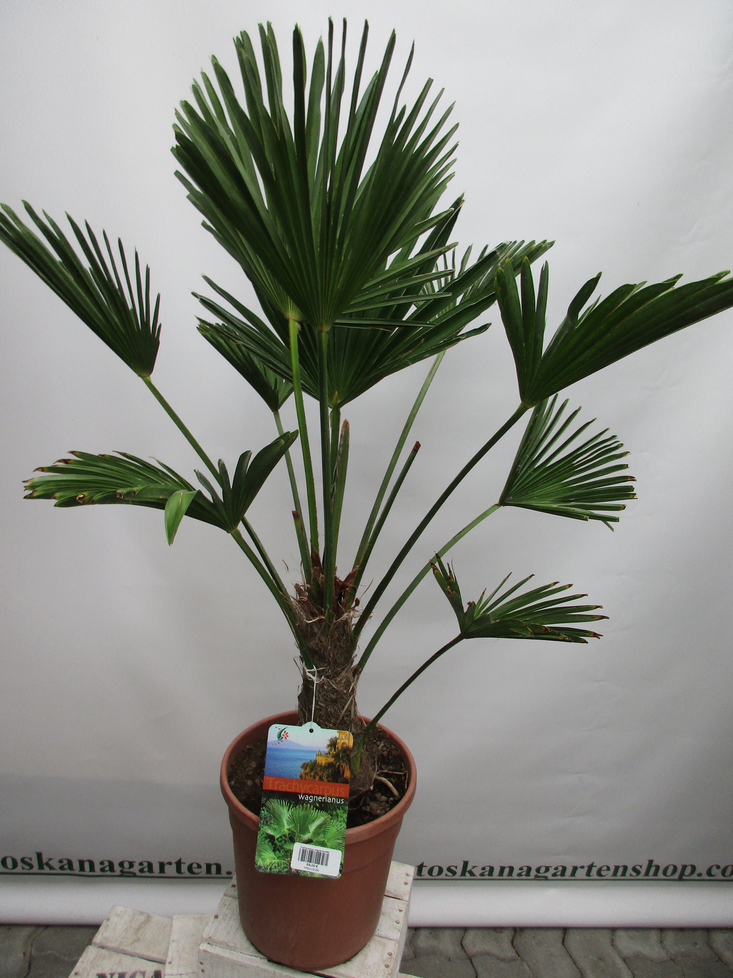 Hanfpalme, Trachycarpus wagnerianus 100cm