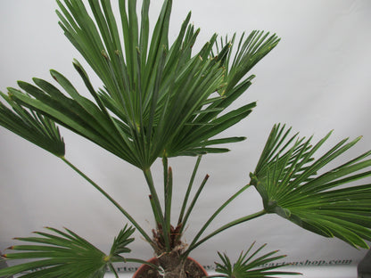 Hanfpalme, Trachycarpus wagnerianus 100cm
