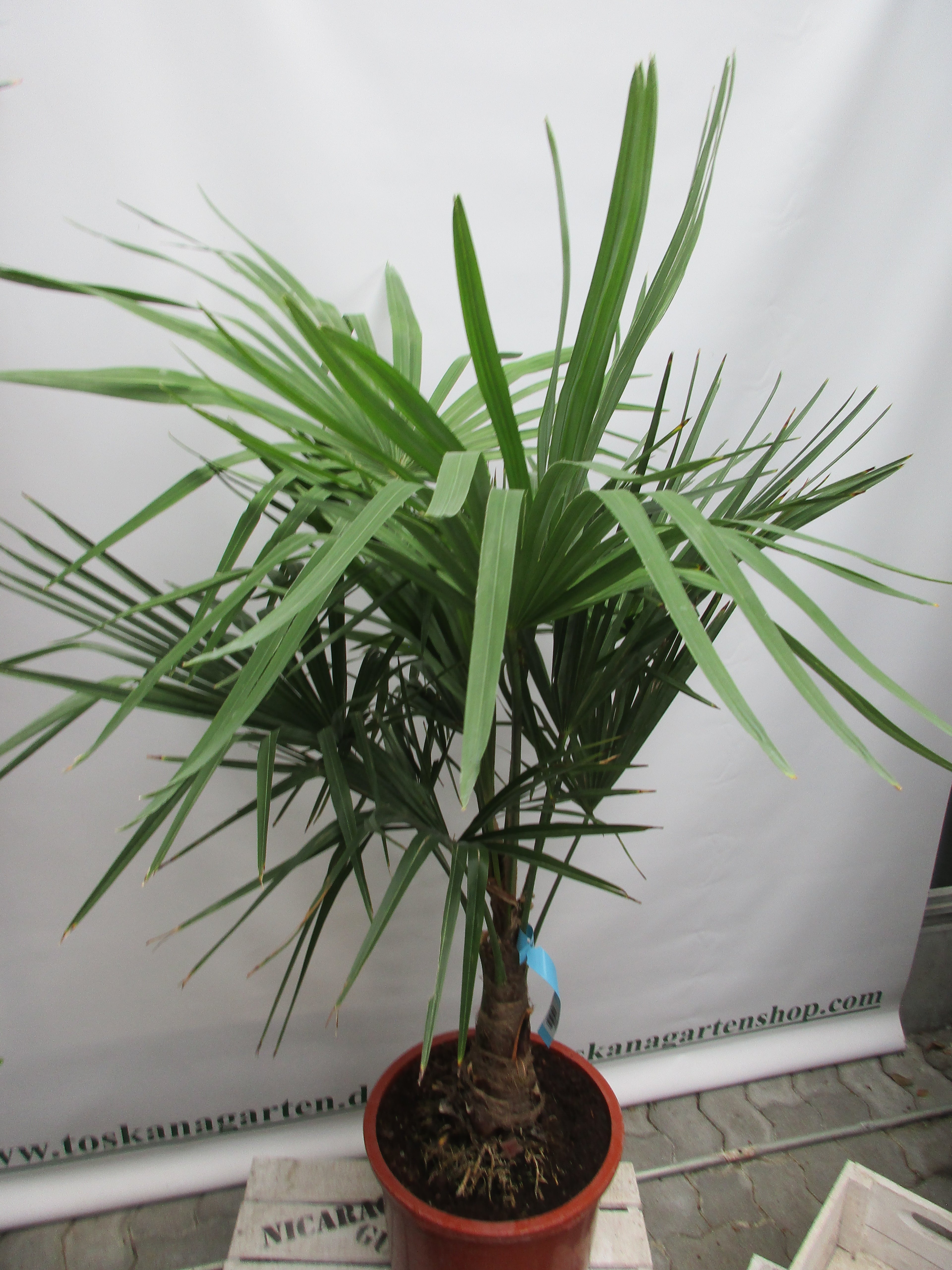 Hanfpalme, Trachycarpus 140 cm