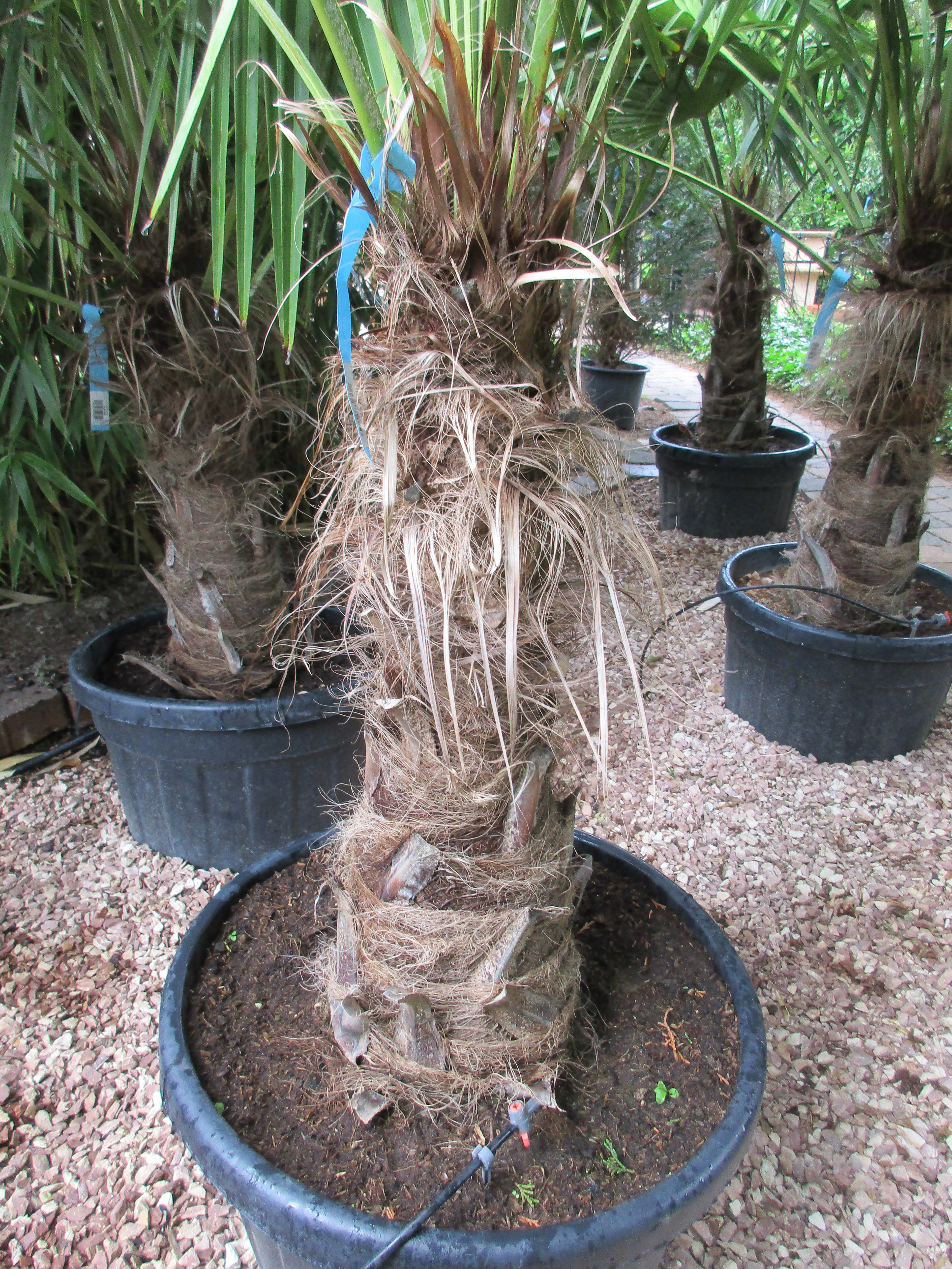 trachycarpus fortunei Stamm