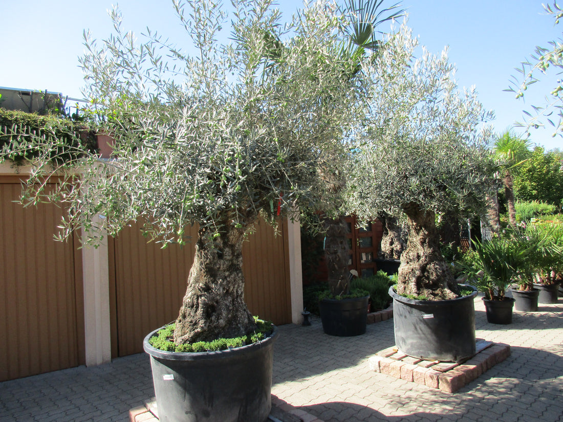 knorriger Olivenbaum  175 Jahre