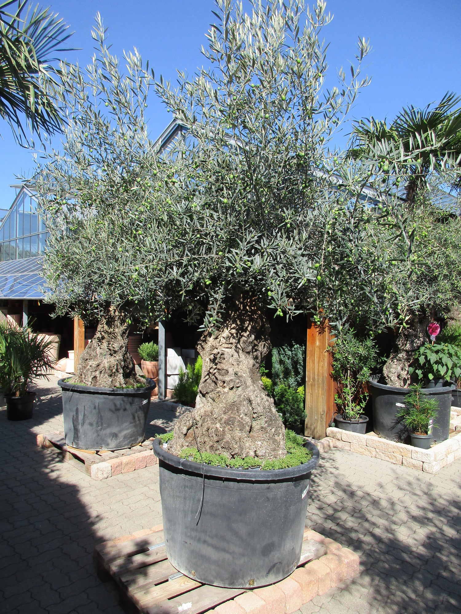 knorriger Olivenbaum  175 Jahre