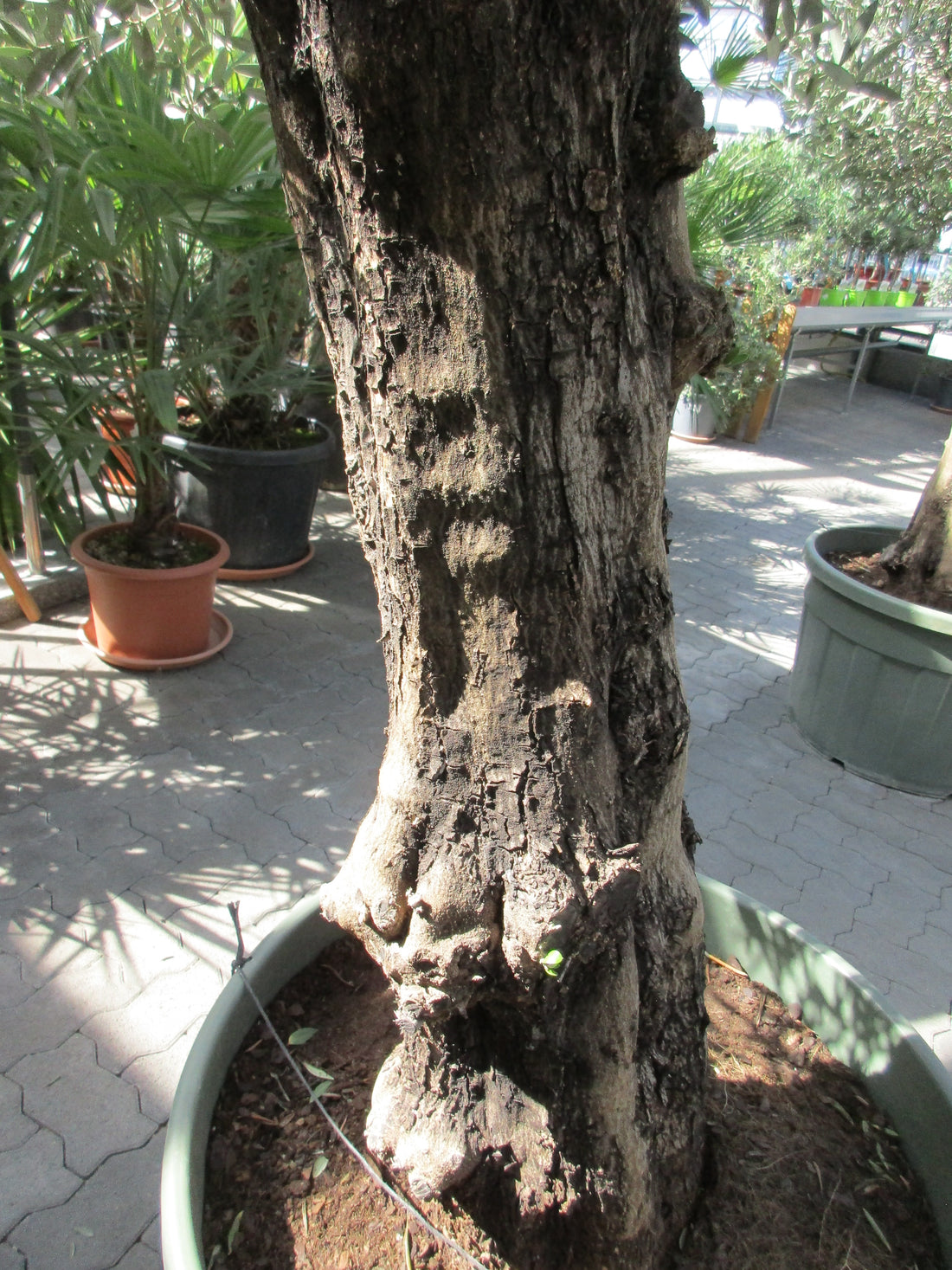 Olivenbaum ,Hojiblanca, 280cm , 85 Jahre alter Olivenbaum