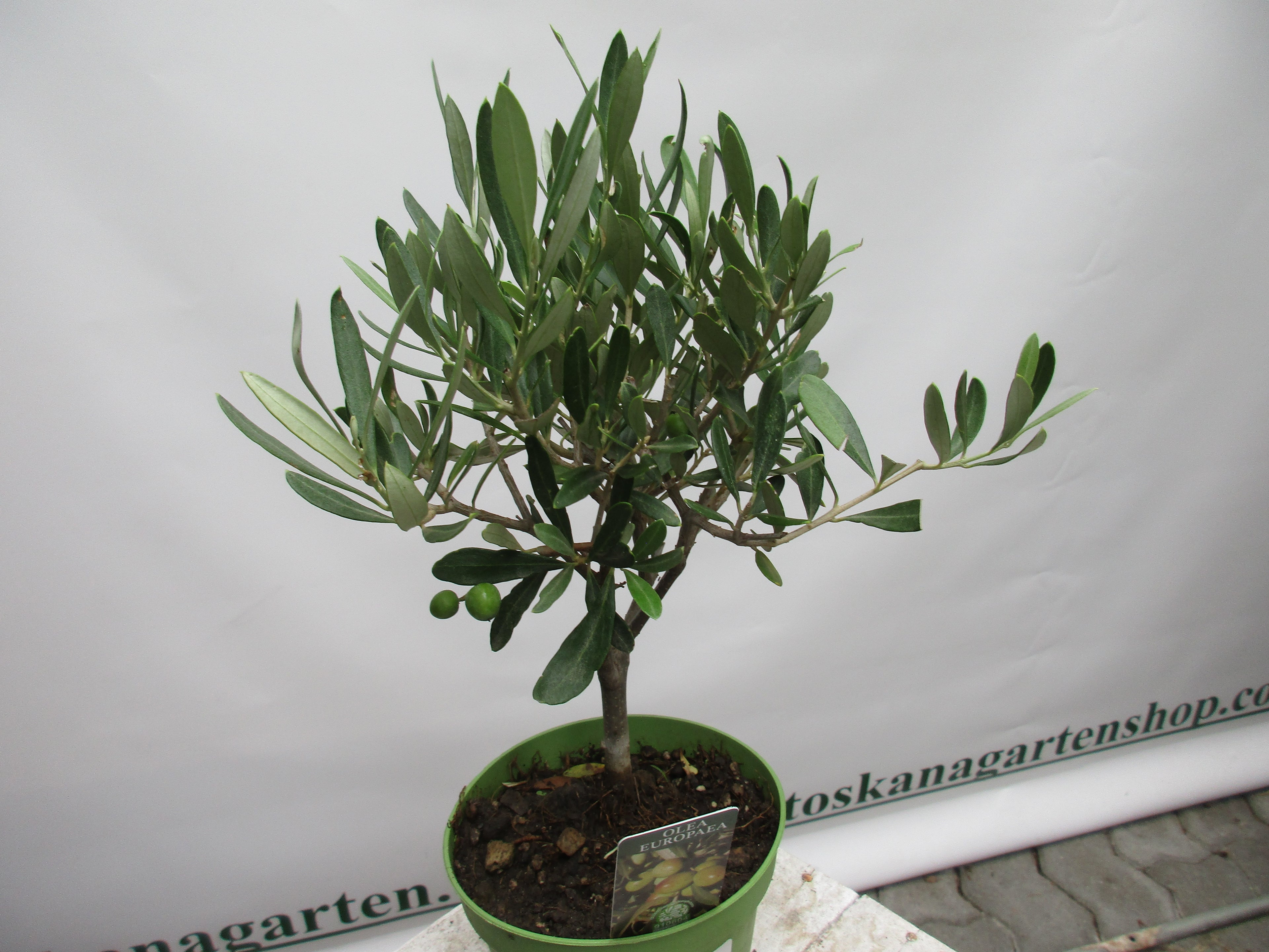 Olivenbaum  einjährig 35cm