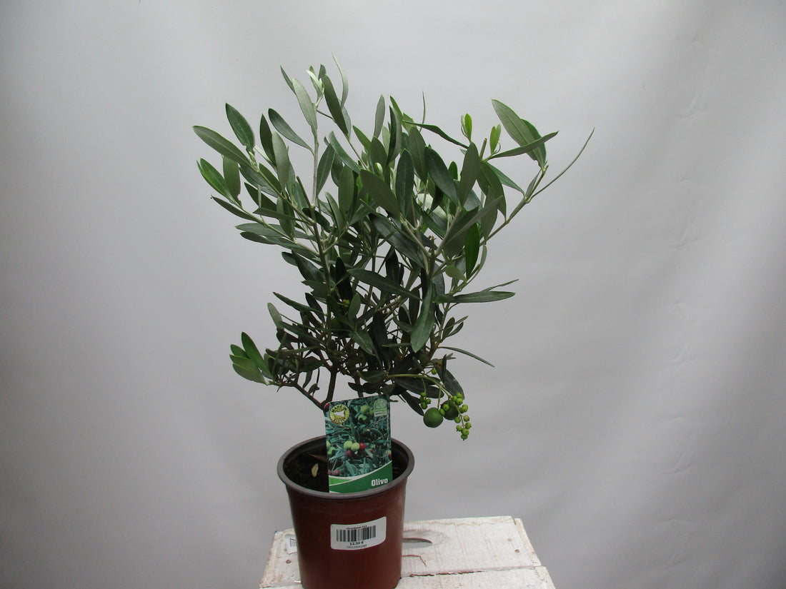 Olivenbaum eineinhalb jährig 45cm