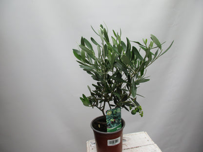 Olivenbaum eineinhalb jährig 45cm