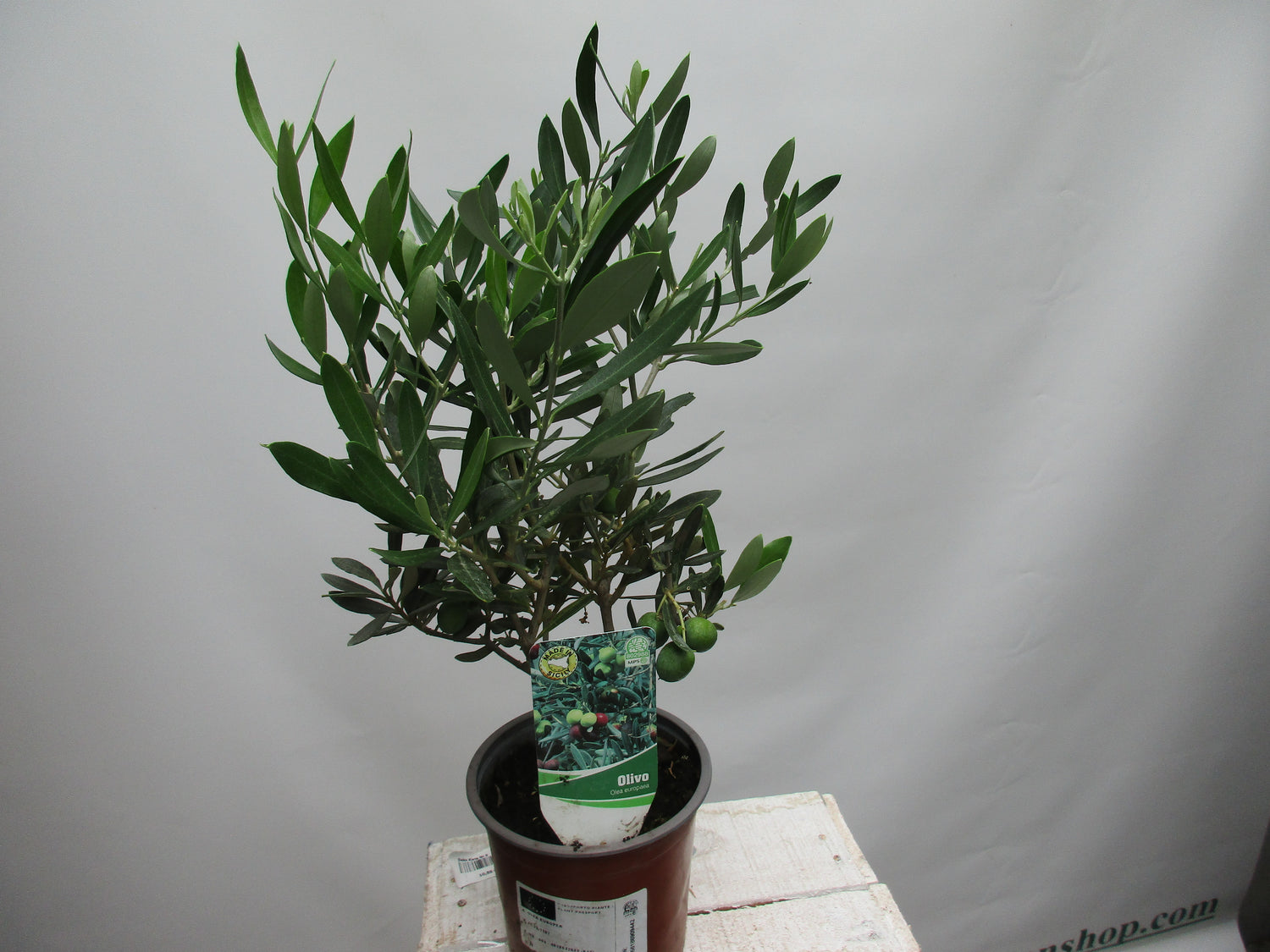 Olivenbaum eineinhalb jährig 45cm