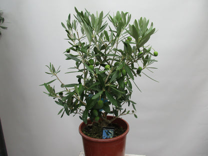Olivenbusch 50cm