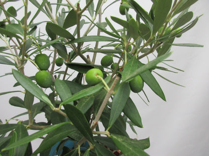 Olivenbusch 50cm