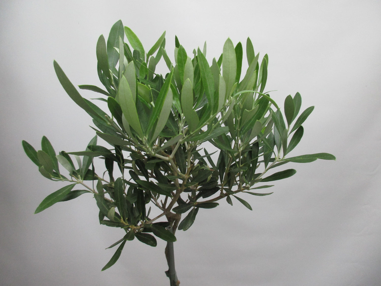 Olivenbaum 60cm