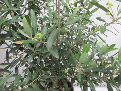 Olivenbusch Bonsaischale 110 cm