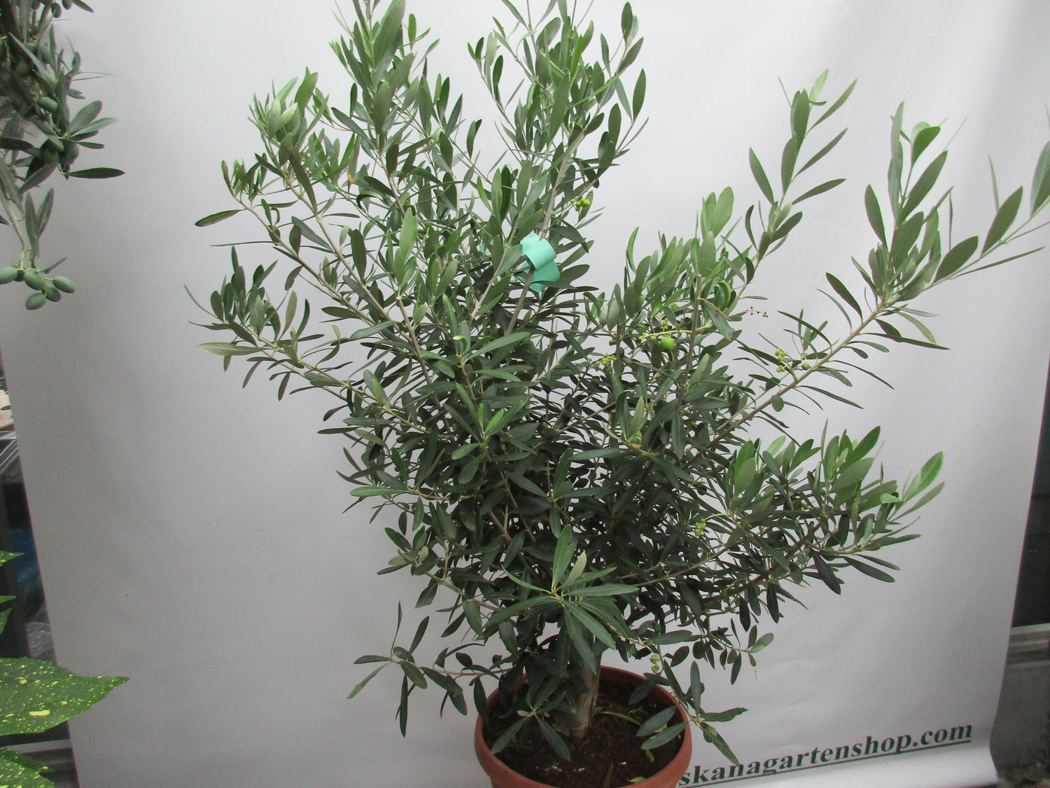 Olivenbusch Bonsaischale 110 cm