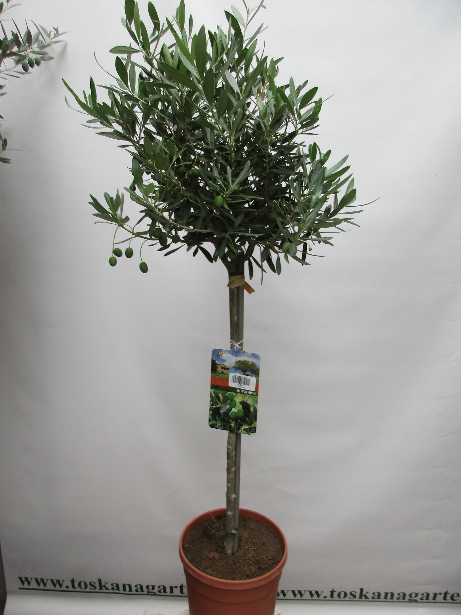 Olivenbaum 7 Jahre 120cm