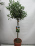 Olivenbaum 120cm