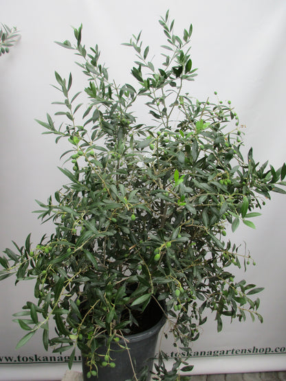 Olivenbusch 15 Jahre