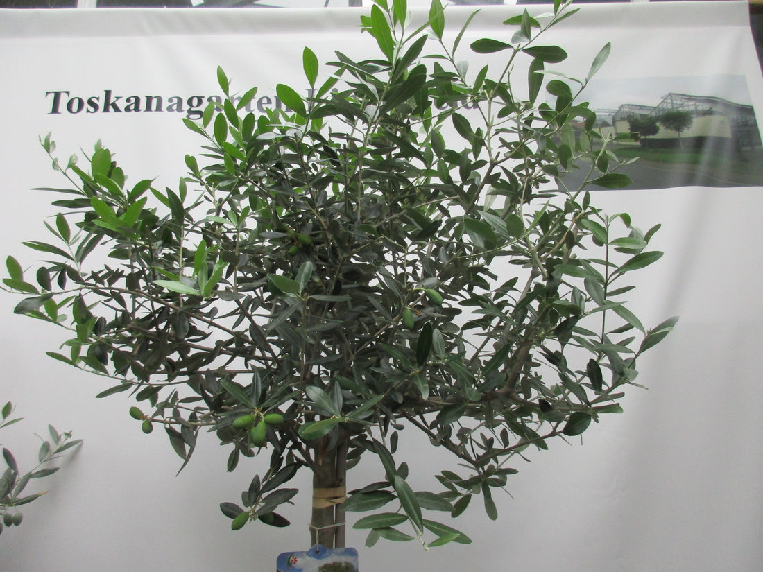 Olivenbaum Krone 17 Jahre alt