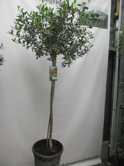 Olivenbaum 17 Jahre, 180cm
