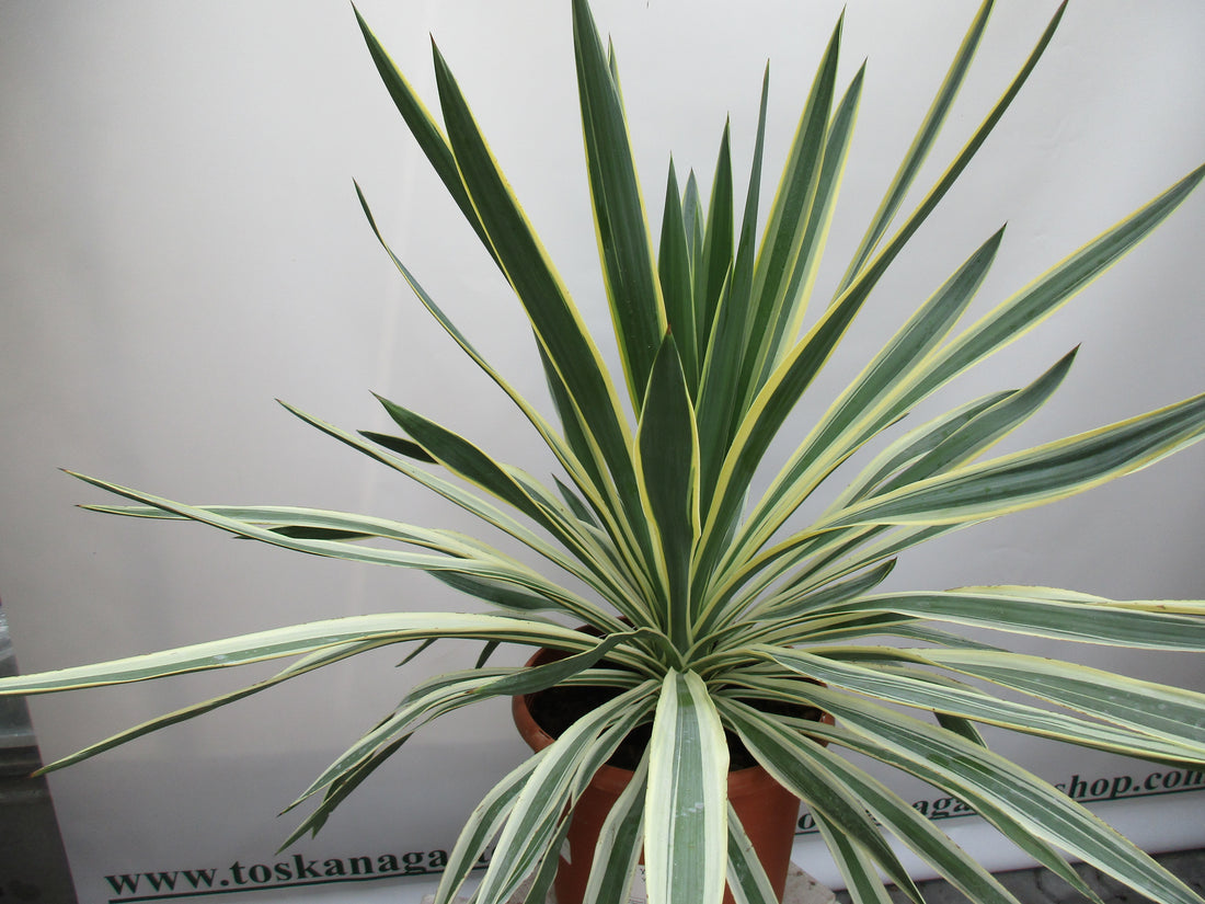 Yucca gloriosa variegata 70cm