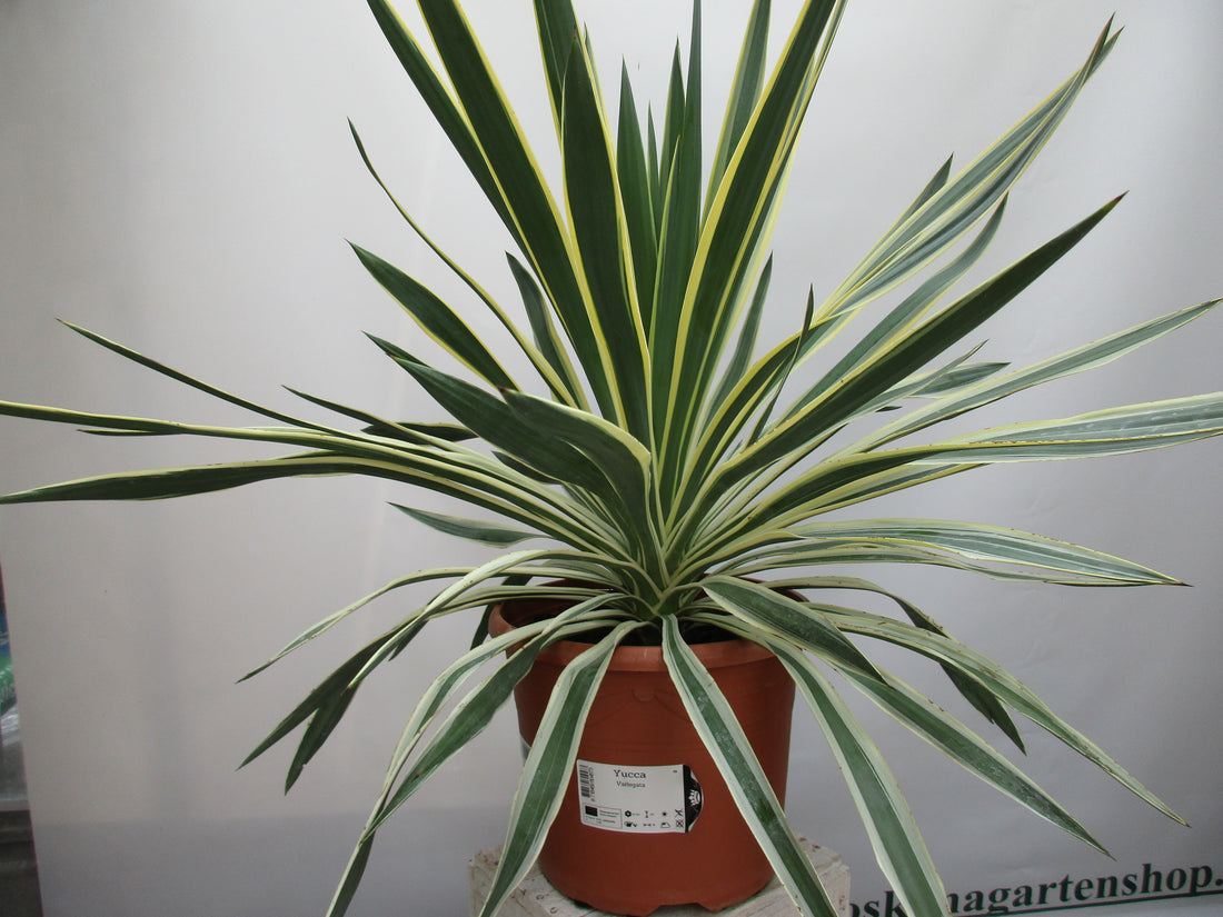 Yucca gloriosa variegata 70cm