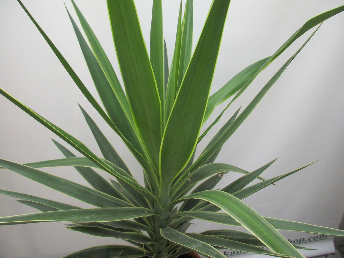 Blätter der Jucca Jewel