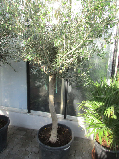 Olivenbaum 45 Jahre alt