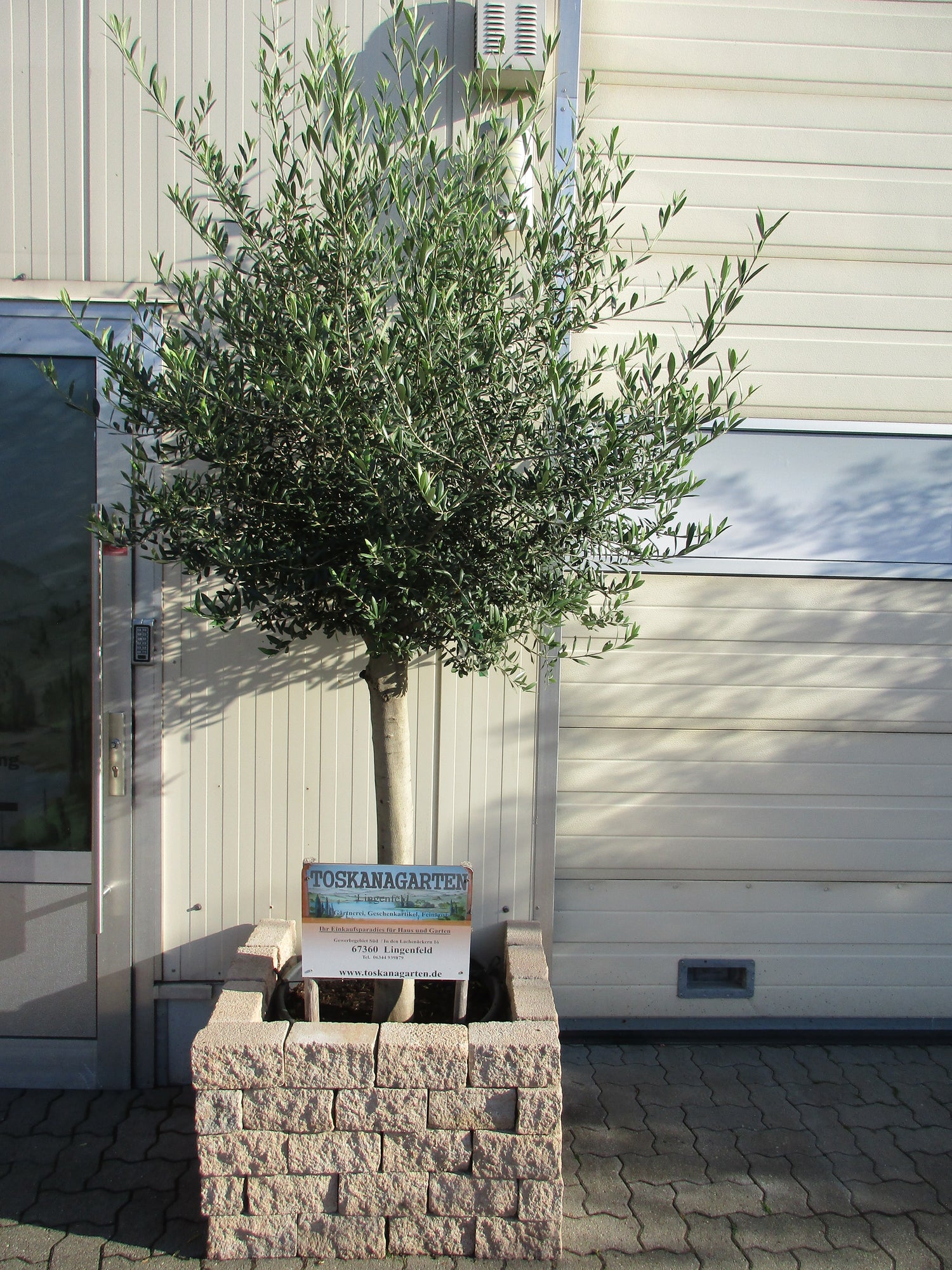 Olivenbaum 50 Jahre alt