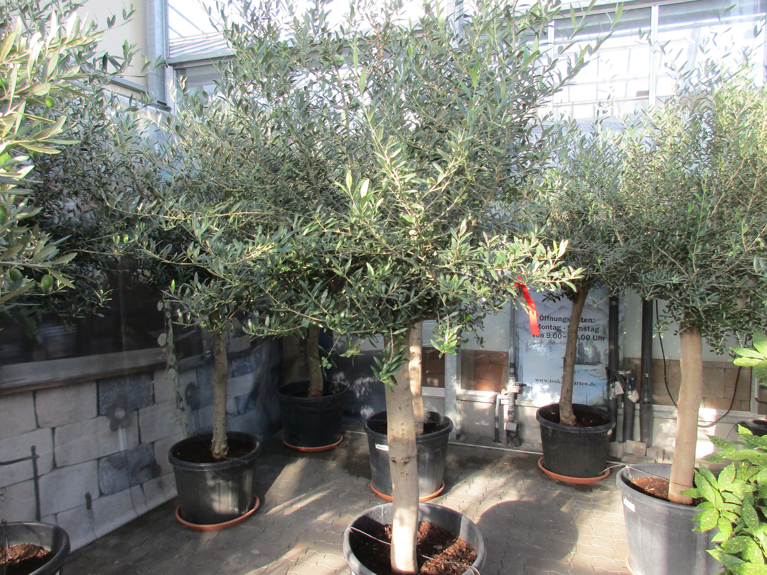 Olivenbaum 50 Jahre alt