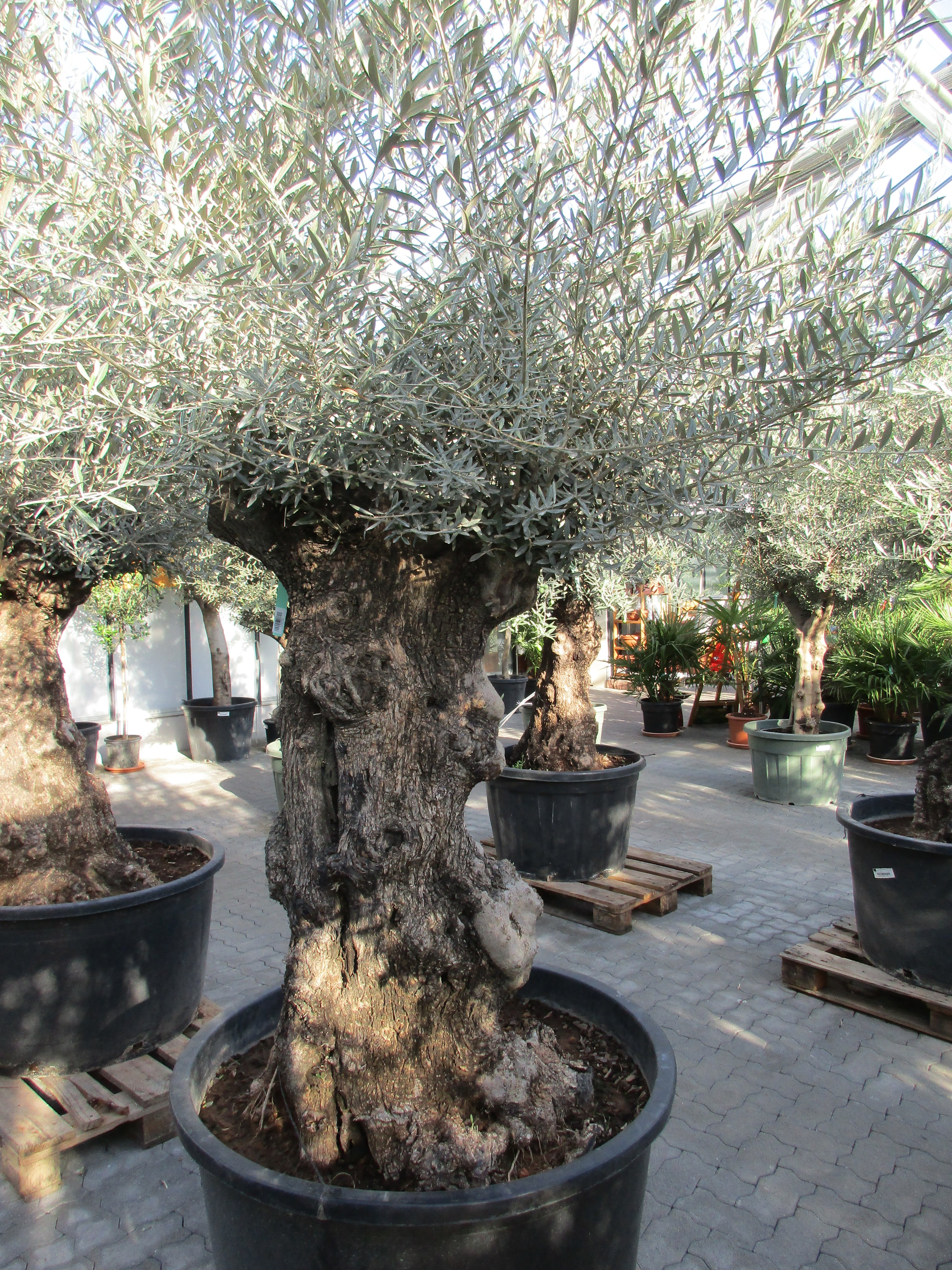 knorriger Olivenbaum 150 Jahre