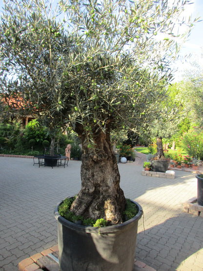 knorriger Olivenbaum 160 Jahre