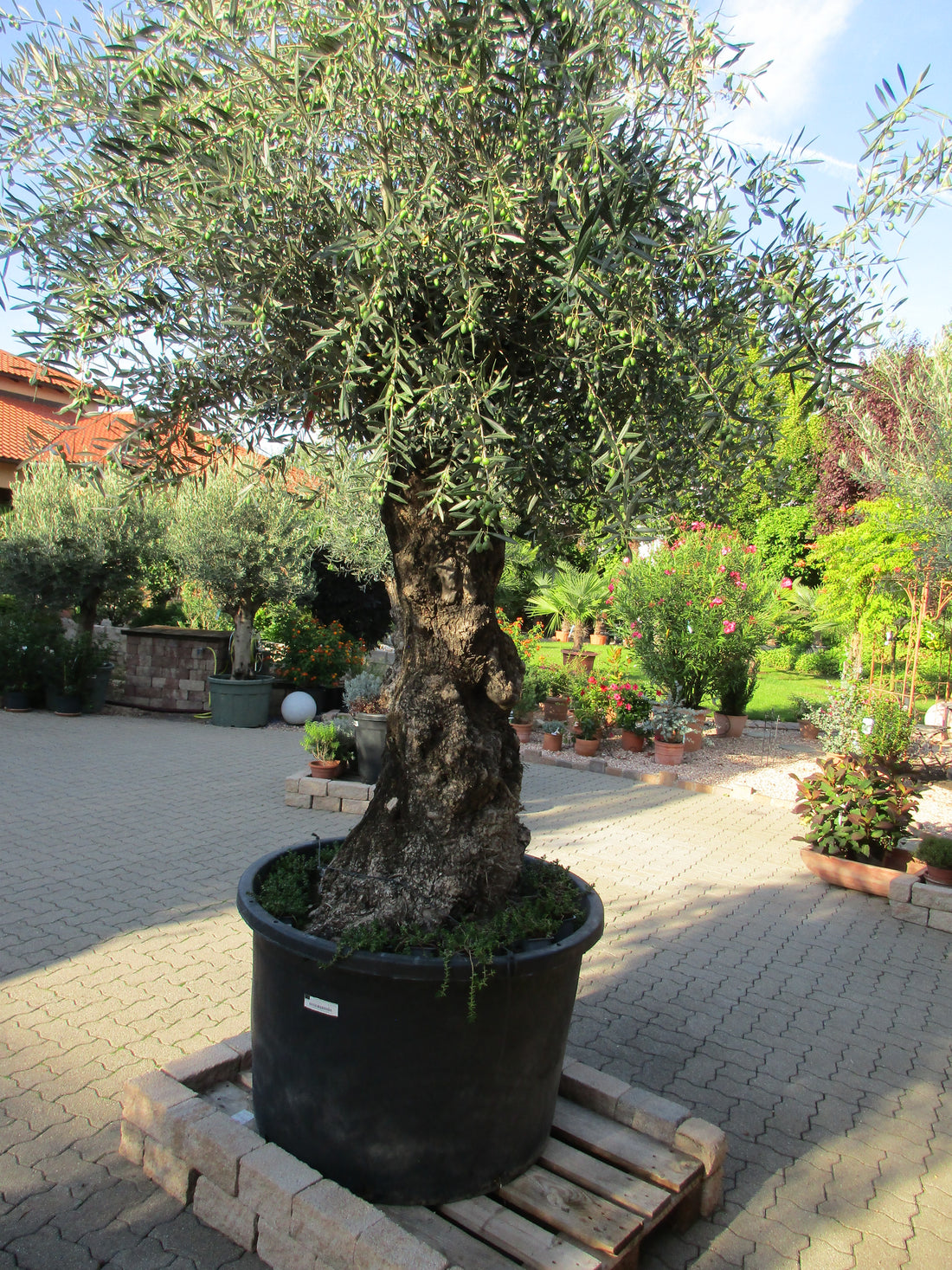 knorriger Olivenbaum 160 Jahre