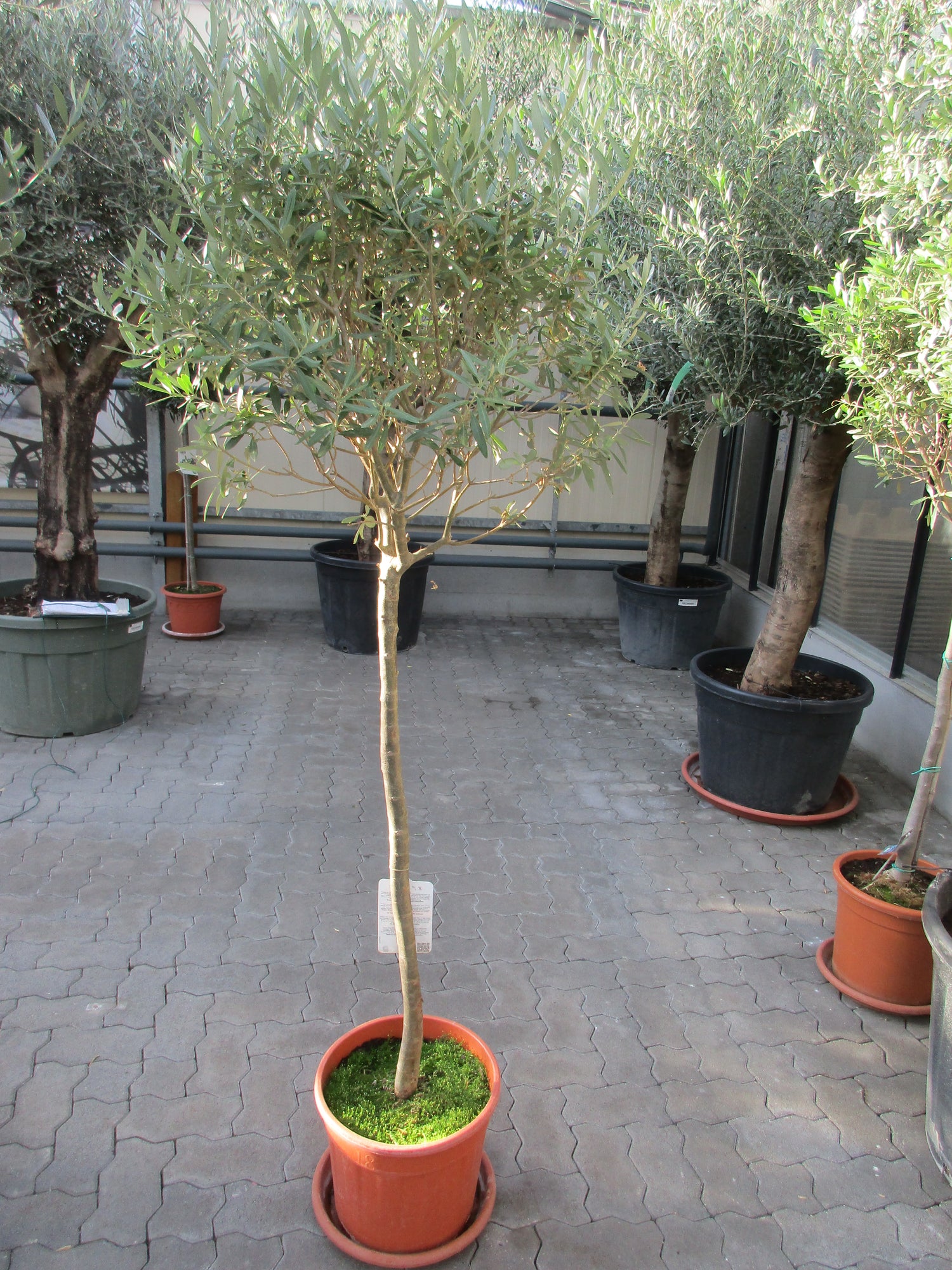 Olivenbaum 20 Jahre alt