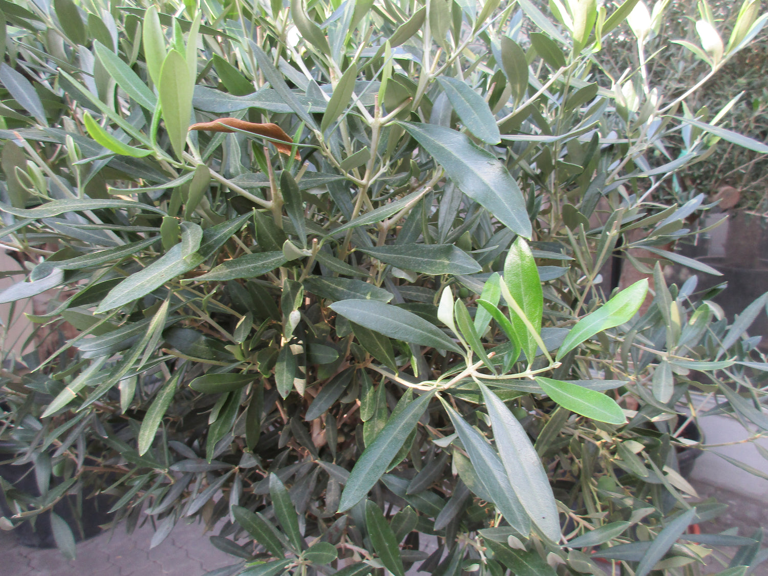 Olivenbaum 19 Jahre