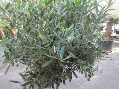 Olivenbaum 19 Jahre