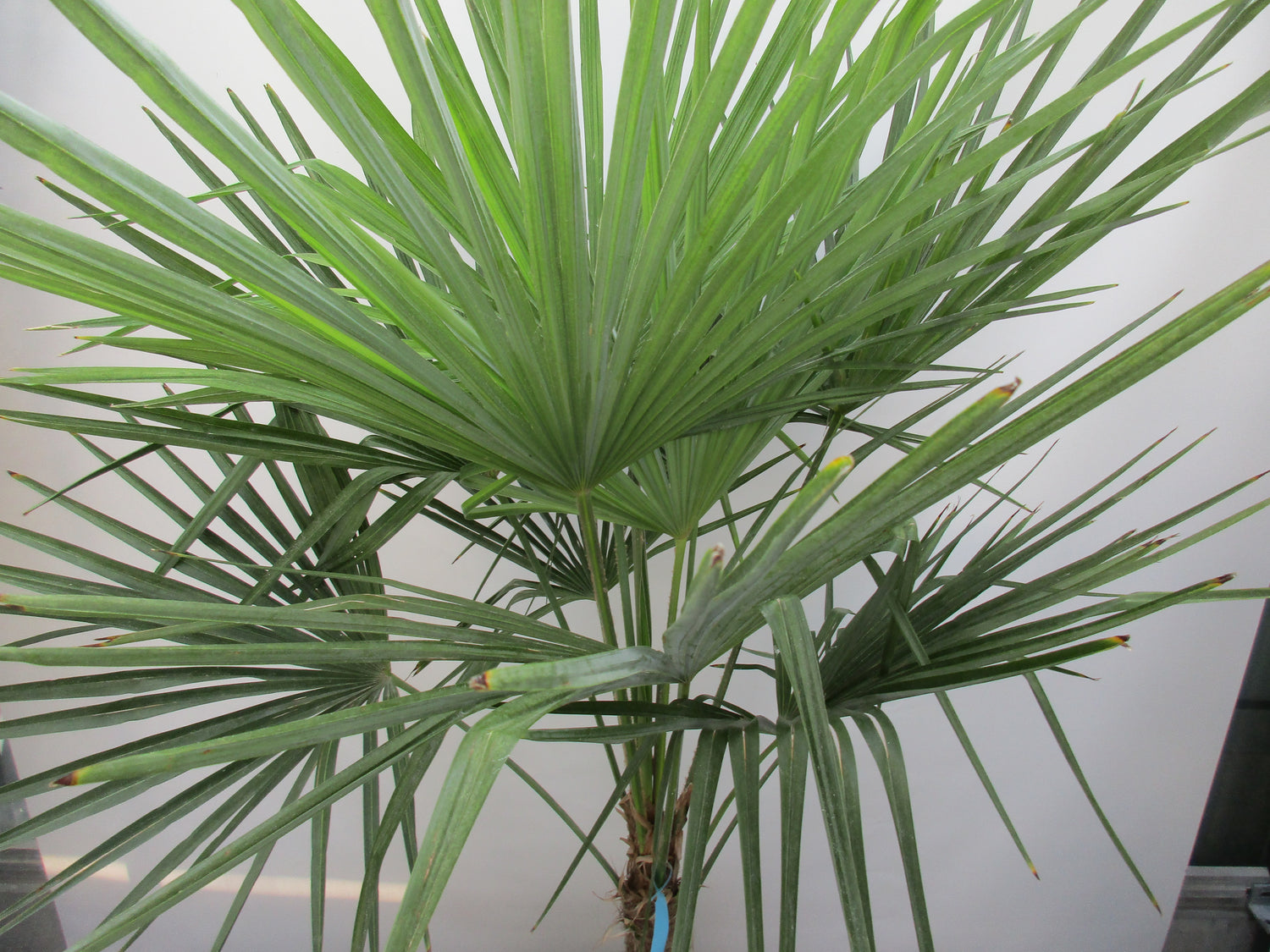 Hanfpalme, Trachycarpus fortunei 150 cm