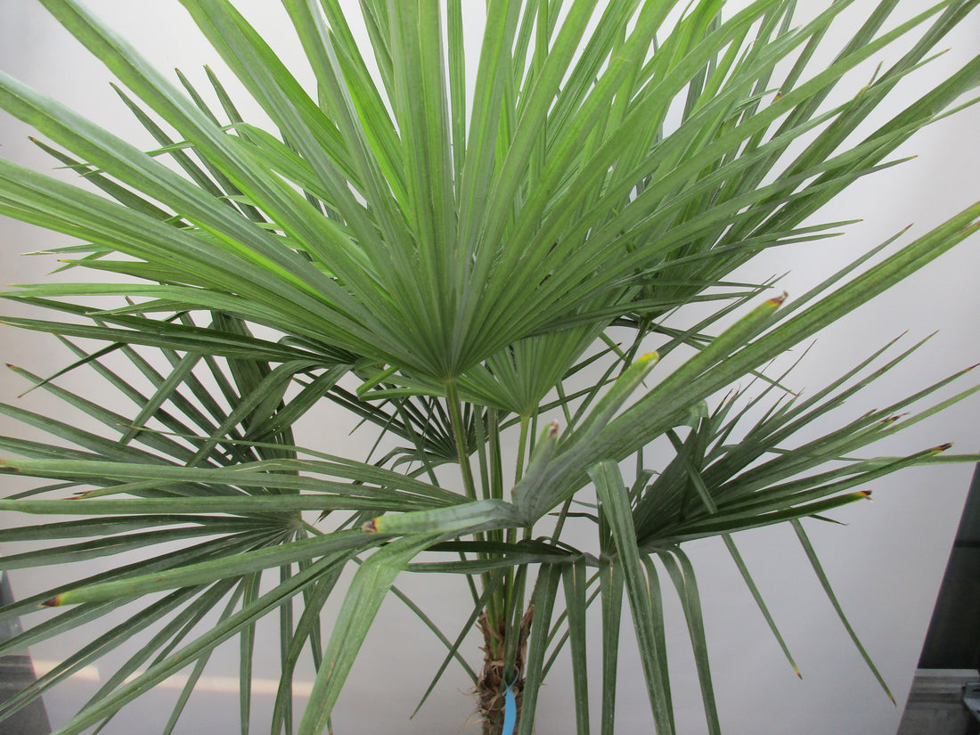 Hanfpalme 150 cm  Krone