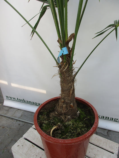 Hanfpalme, Trachycarpus fortunei 150 cm